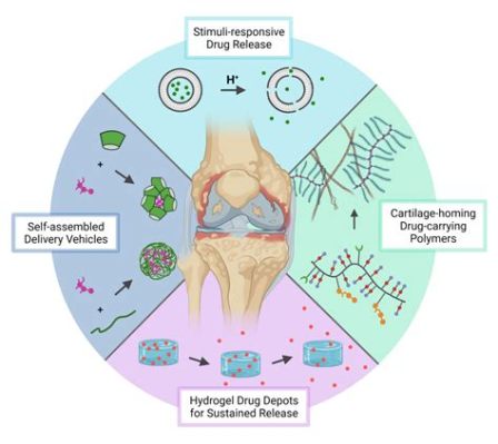  Alginate: A Biocompatible Wonder for Tissue Engineering and Drug Delivery!