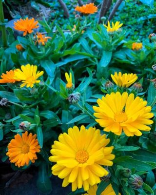 Are Calendula Flowers Edible? A Journey Through Culinary and Medicinal Uses