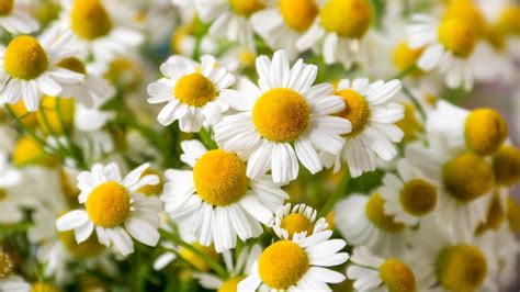 Are Chamomile Flowers Safe for Cats? And Why Do They Smell Like Forgotten Dreams?