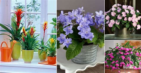 Can I Grow Flowers Indoors? And Why Not Turn Your Living Room into a Jungle?