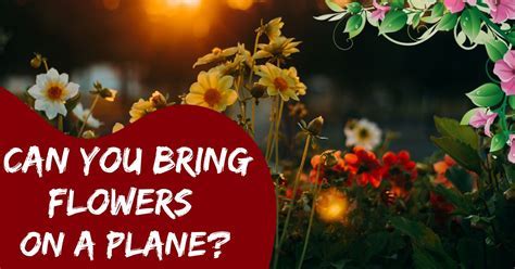 Can You Buy Flowers at the Airport? And Why Do Airports Smell Like Cinnamon Rolls?