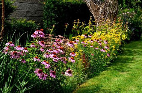 Do Cone Flowers Spread: A Symphony of Nature's Whispers