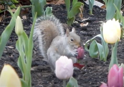 Do Squirrels Eat Tulip Flowers? And Why Do They Seem to Prefer Gardens Over Forests?