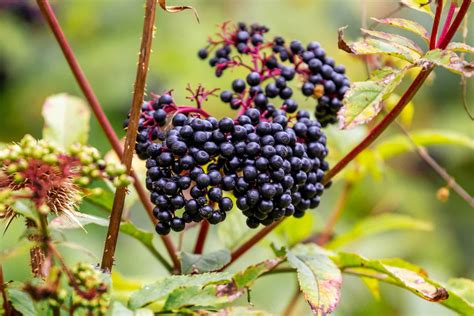 Elderberry Extracts: A Powerful Antioxidant for Functional Food Applications and Nutraceutical Innovation!