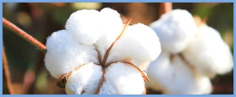  Giza Cotton: Unveiling the Secrets of the World's Finest Fiber for Luxury Textiles!