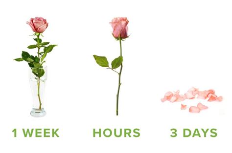 How Long Are Flowers Good for Out of Water: A Symphony of Petals and Time