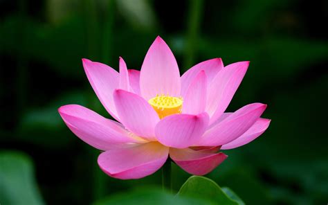 How Long Do Lotus Flowers Last: A Journey Through Time and Symbolism