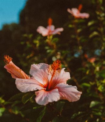 How to Dry Hibiscus Flowers: A Journey Through Time and Texture