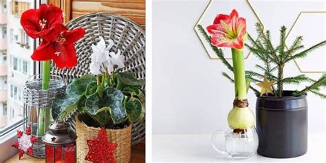 How to Grow Flowers Indoors: A Comprehensive Guide to Cultivating Beauty Inside Your Home