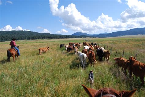 Is Livestock Ranching Commercial or Subsistence: A Dive into the Paradox of Modern Agriculture