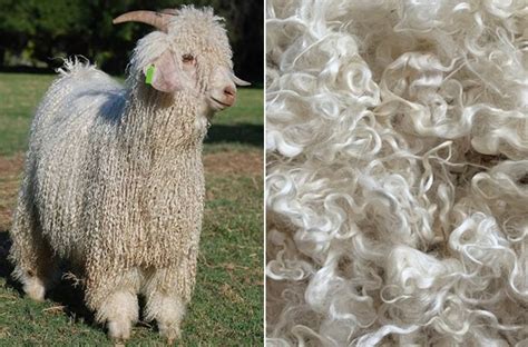 Mohair - Exploring the Luxurious Fibers Derived from the Angora Goat for Premium Textiles!