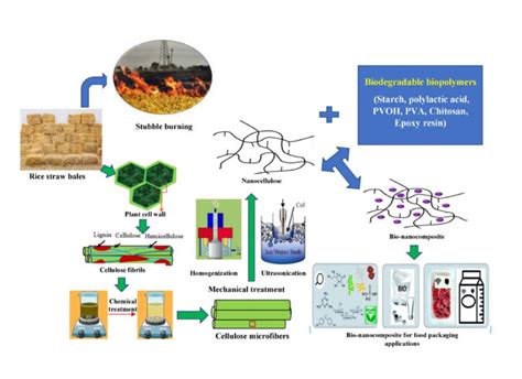 Nanocellulose - A Revolution in Biodegradable Packaging and Sustainable Material Science!