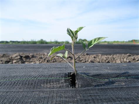  Okra Processing: A Sustainable Approach for Industrial Food Additives and Biopolymers!