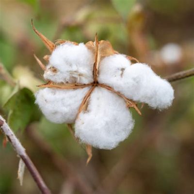 Understanding Upland Cotton: Exploring Its Properties and Industrial Applications!