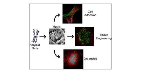  Vinylon: A Versatile and Durable Biomaterial for Tissue Engineering and Beyond!