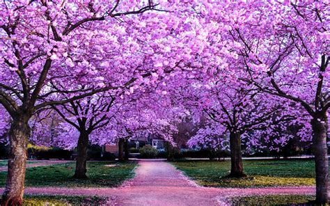 What are the trees with purple flowers, and why do they whisper secrets to the moon?