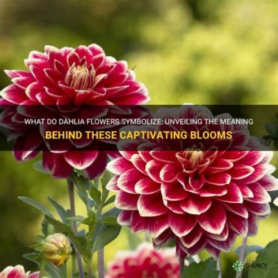 What do dahlia flowers symbolize, and how do they intertwine with the mysteries of the universe?