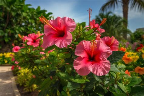 What Do Hibiscus Flowers Represent: A Kaleidoscope of Meanings and Unrelated Musings