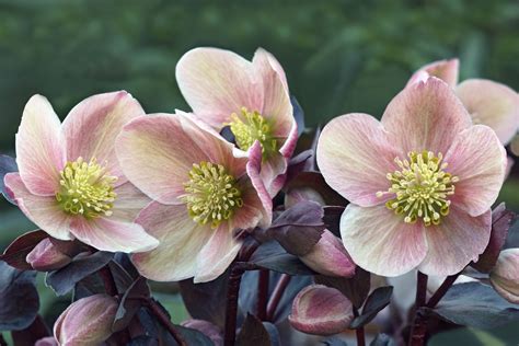 What Flowers Bloom in Winter in Florida: A Symphony of Colors in the Sunshine State