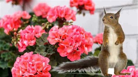 What Flowers Do Squirrels Eat? And Why Do They Prefer Dandelions Over Roses?