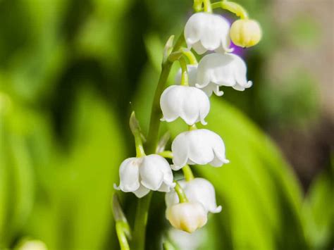 What Flowers Smell the Best, and Why Do They Remind Us of Forgotten Dreams?