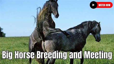 When is breeding season for horses, and how does the moon influence their mating rituals?