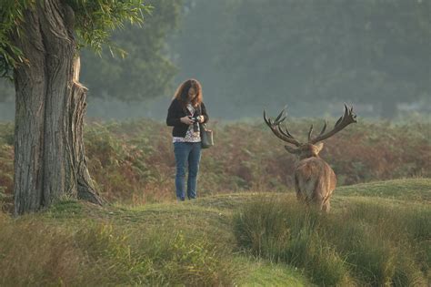 When is Deer Breeding Season: A Time of Mystical Transformations and Cosmic Alignments